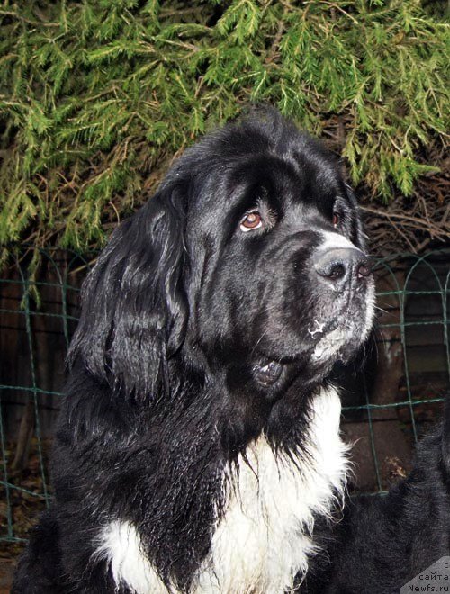 Фото: ньюфаундленд Super Bizon Gera (Супер Бизон Гера)