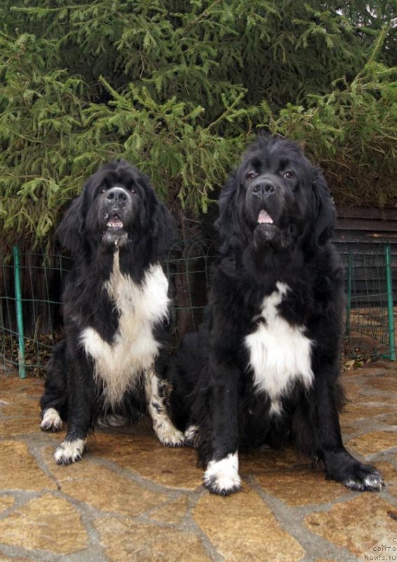 Фото: ньюфаундленд Super Bizon Gera (Супер Бизон Гера), ньюфаундленд Super Bizon Indiya (Супер Бизон Индия)