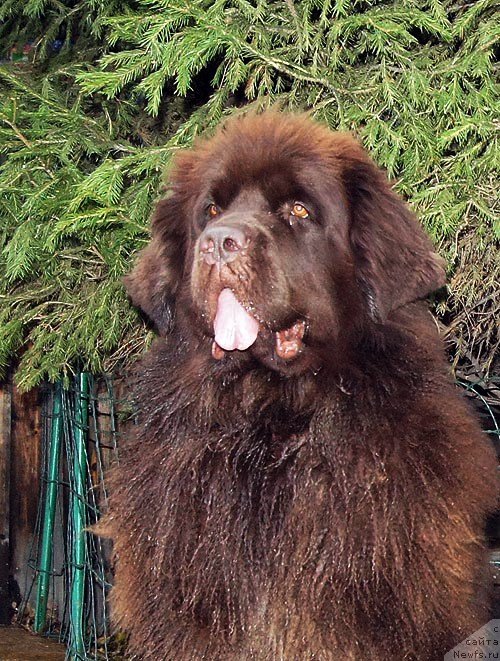 Фото: ньюфаундленд Obush Shed Yakutia (Обуш Шед Якутия)