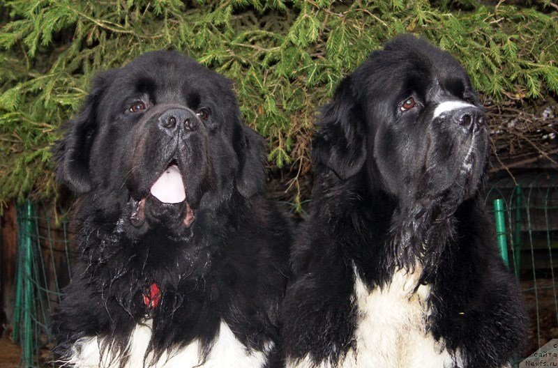 Фото: ньюфаундленд Super Bizon Zlatogor (Супер Бизон Златогор), ньюфаундленд Super Premium Zheneva (Супер Премиум Женева)