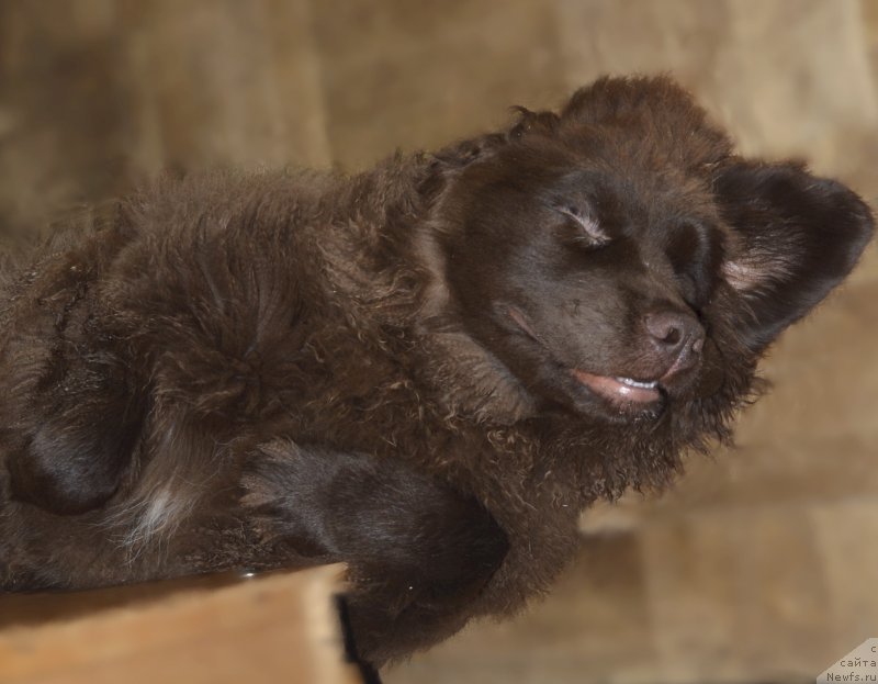 Фотография № 138250