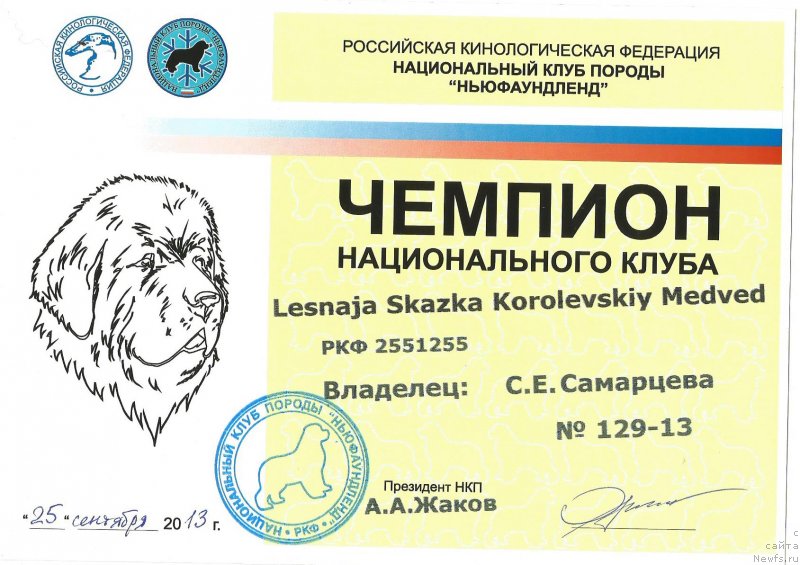 Фото: ньюфаундленд Lesnaja Skazka Korolevskiy Medved (Лесная Сказка Королевский Медведь)