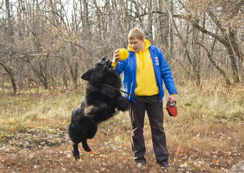 Фото: Aleksandr CHernyavskiy (Александр Чернявский), ньюфаундленд Richard (Ричард)