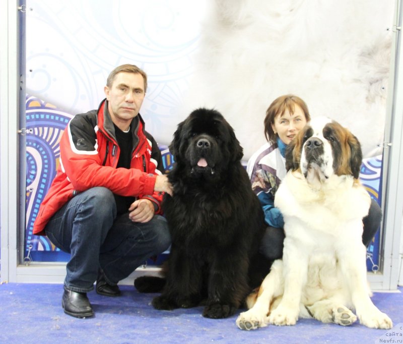 Фото: ньюфаундленд Aquatoriya Kelvin Nobel (Акватория Келвин Нобель)