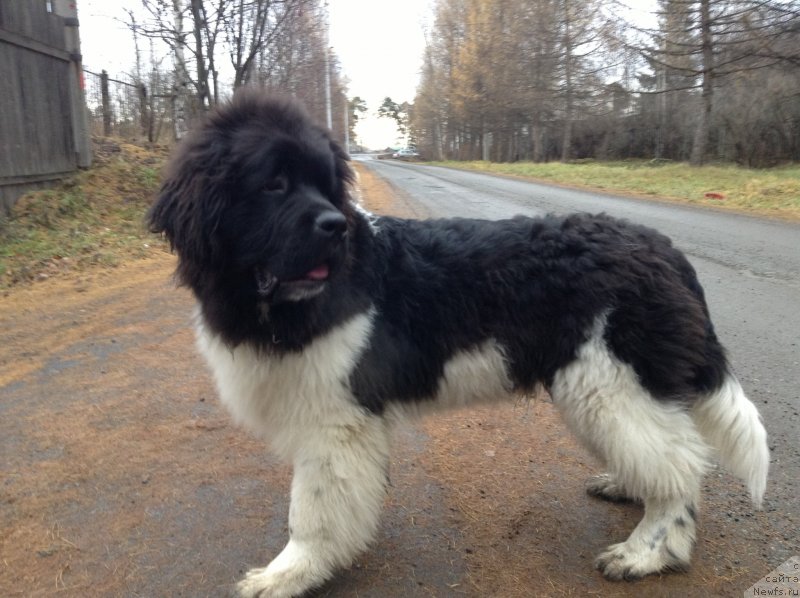 Фото: ньюфаундленд Akvian Song Kroun Royal (Аквиан Сонг Кроун Роял)