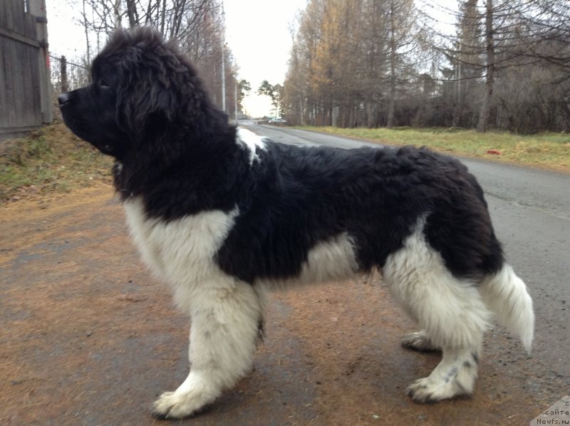 Фото: ньюфаундленд Akvian Song Kroun Royal (Аквиан Сонг Кроун Роял)