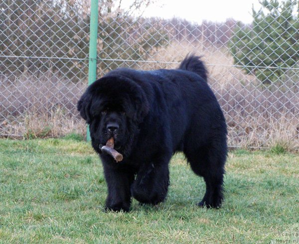 Фото: ньюфаундленд Midnight Lady's Scream at Mississippi-Missouri