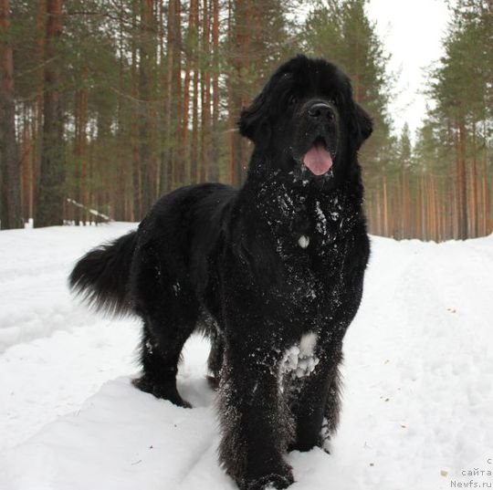Фото: ньюфаундленд Dar Svezy Unika Sagitta (Дар Свезы Юника Сагитта), Irina Bubnova (Ирина Бубнова)