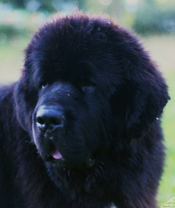 Фото: ньюфаундленд Black Clouds Harry Houdini at Stealbears, Alena Grigor'eva (Алена Григорьева)