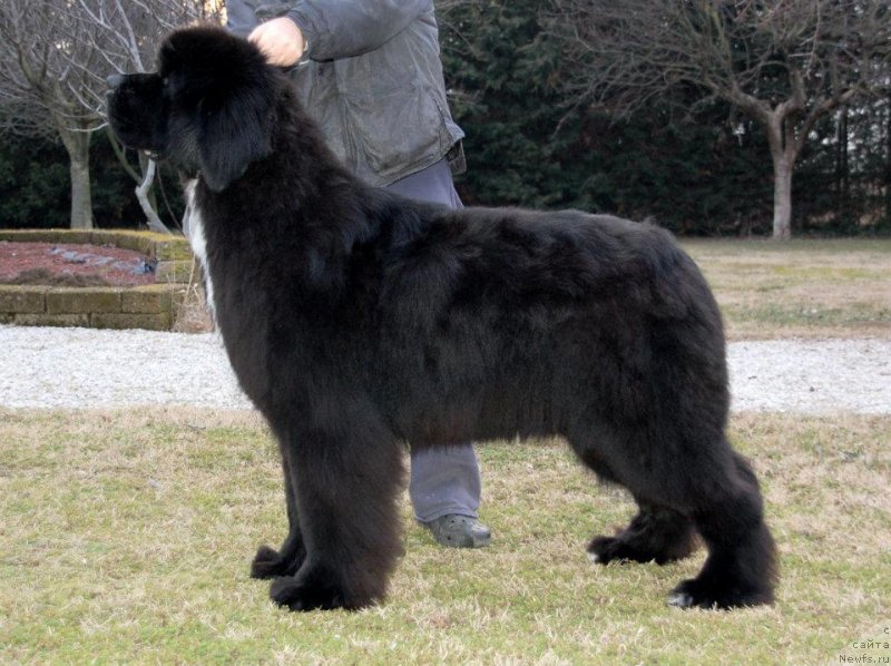 Фото: ньюфаундленд Black Clouds Harry Houdini at Stealbears, Alena Grigor'eva (Алена Григорьева)