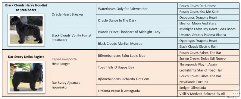 Фото: Svetlana Zyiryanova (Светлана Зырянова), ньюфаундленд Black Clouds Harry Houdini at Stealbears, ньюфаундленд Dar Svezy Unika Sagitta (Дар Свезы Юника Сагитта)