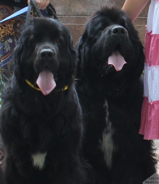 Фото: ньюфаундленд Dar Svezy Unika Sagitta (Дар Свезы Юника Сагитта), ньюфаундленд Black Clouds Harry Houdini at Stealbears