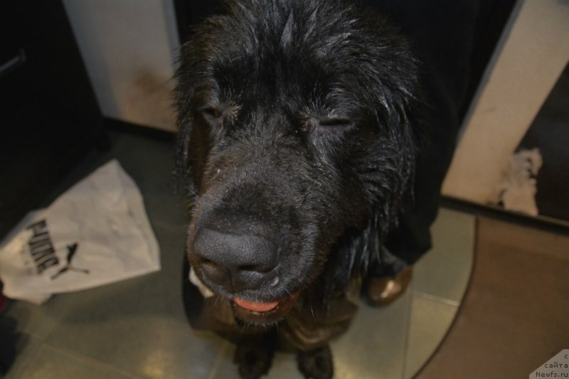 Фото: ньюфаундленд Van Len Taym Older (Ван Лен Тайм Олдер)