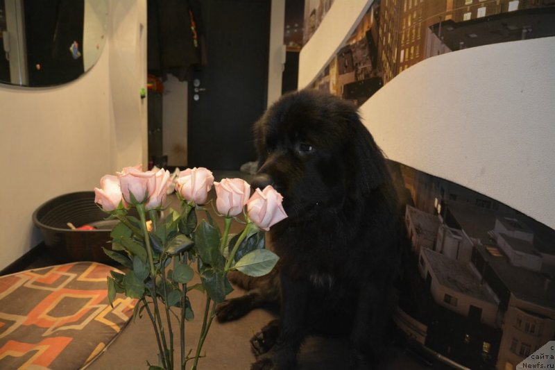 Фото: ньюфаундленд Van Len Taym Older (Ван Лен Тайм Олдер)