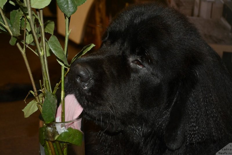 Фото: ньюфаундленд Van Len Taym Older (Ван Лен Тайм Олдер)