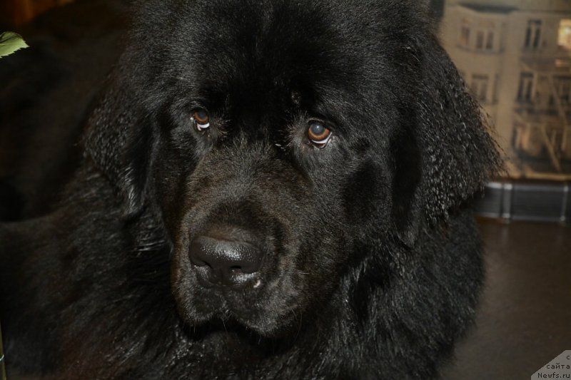 Фото: ньюфаундленд Van Len Taym Older (Ван Лен Тайм Олдер)