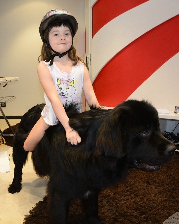 Фото: ньюфаундленд Van Len Taym Older (Ван Лен Тайм Олдер)