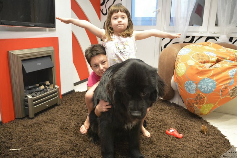 Фото: ньюфаундленд Van Len Taym Older (Ван Лен Тайм Олдер), Irina Dyujenko (Ирина Дюженко)