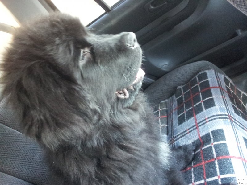 Фото: ньюфаундленд Super Premium N'yu-York (Супер Премиум Нью-Йорк)