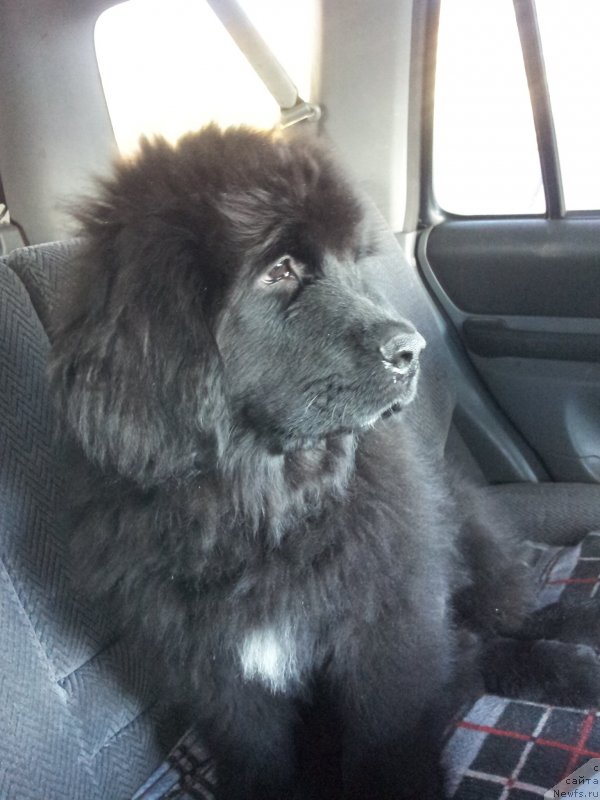 Фото: ньюфаундленд Super Premium N'yu-York (Супер Премиум Нью-Йорк)