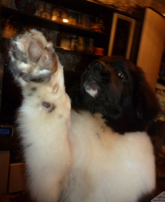 Фото: ньюфаундленд Bi Perfekt Vitko YUgo (Би Перфект Витко Юго)