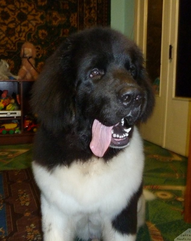 Фото: ньюфаундленд Bi Perfekt Vitko YUgo (Би Перфект Витко Юго)