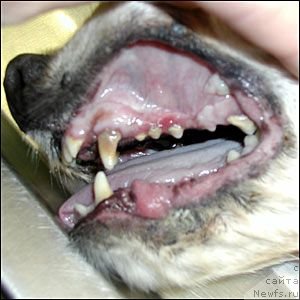 Фотография № 138333