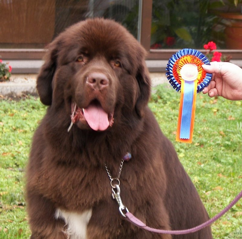 Фото: ньюфаундленд Aquatoriya Kelvin Heather Honey (Акватория Келвин Хизер Хани)