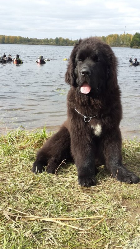 Фото: ньюфаундленд Smigar Lakost (Смигар Лакост)