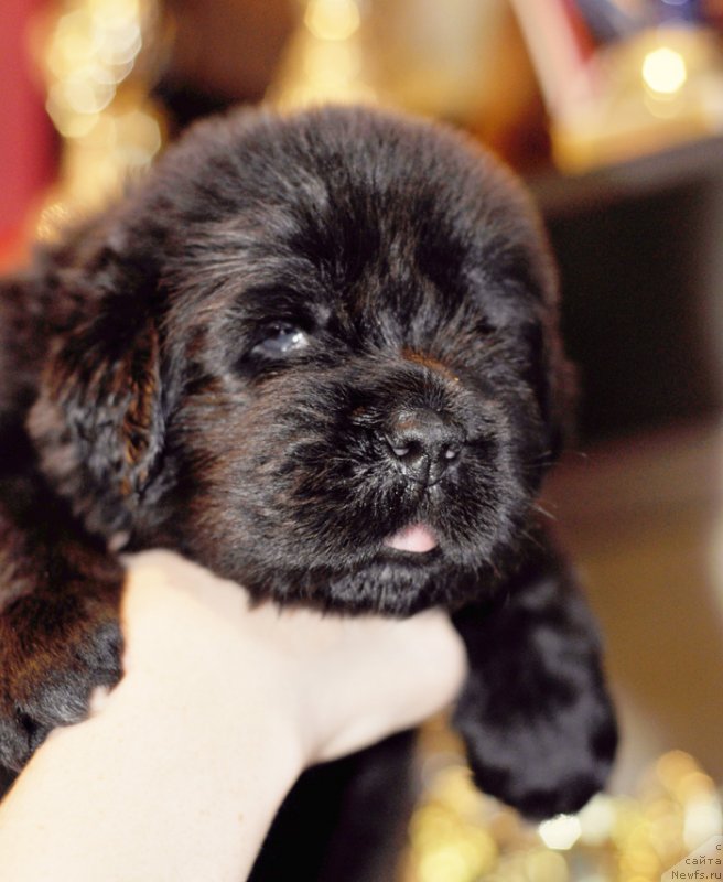 Фото: Бегущая по волнам Роллер Костер