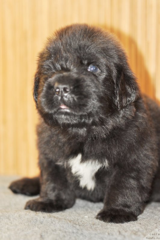 Фото: Бегущая по волнам Роллер Костер