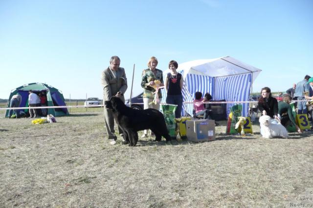 Фото: ньюфаундленд Zvezda Rostova s Berega Dona (Звезда Ростова с Берега Дона)