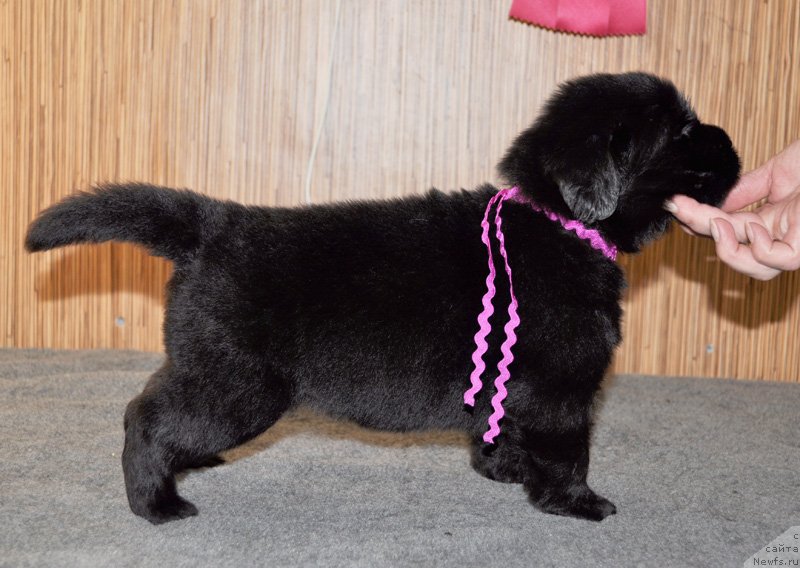 Фото: Бегущая по волнам Ринг оф Фаер