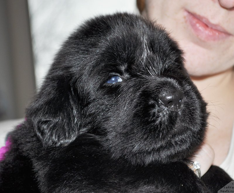 Фото: Бегущая по волнам Ринг оф Фаер