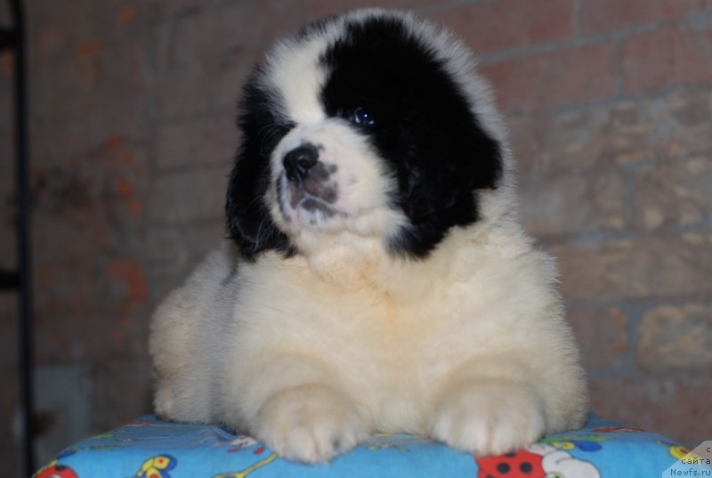 Фотография № 138389