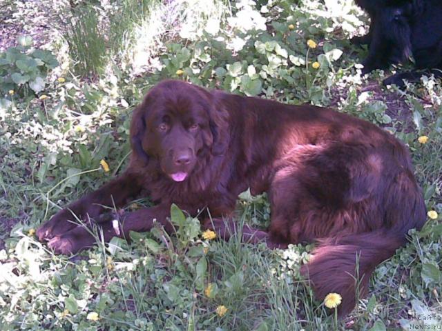 Фото: ньюфаундленд Afina Utrennya Zvezda Viva Jeniz (Афина Утренняя Звезда Вива Дженис)