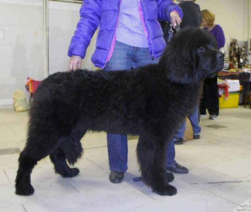 Фотография № 138390