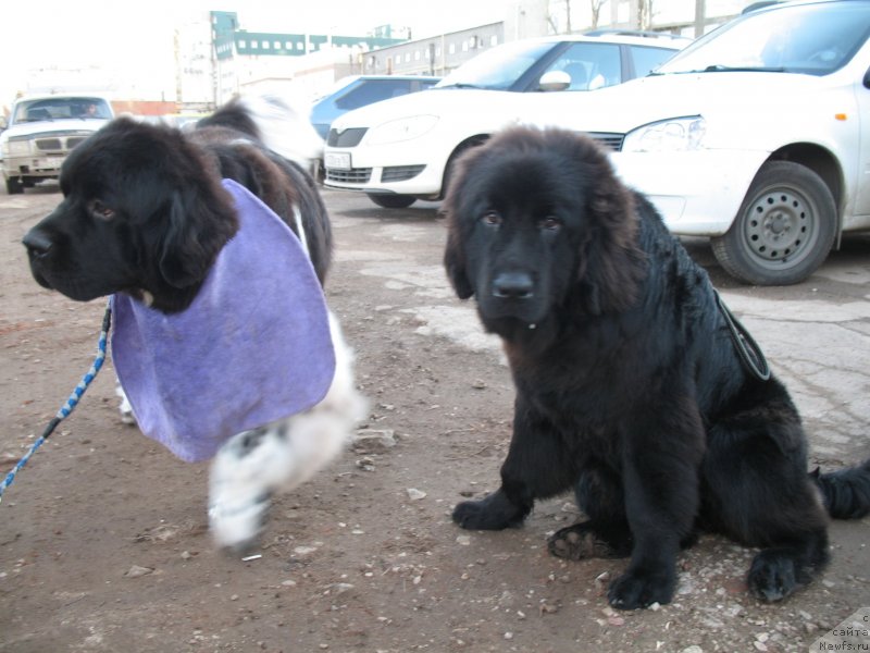 Фото: ньюфаундленд Zvezdnaya Pleyada Indus (Звездная Плеяда Индус), ньюфаундленд Keeper Soul Nice Guy (Кипер Соул Найс Гай)