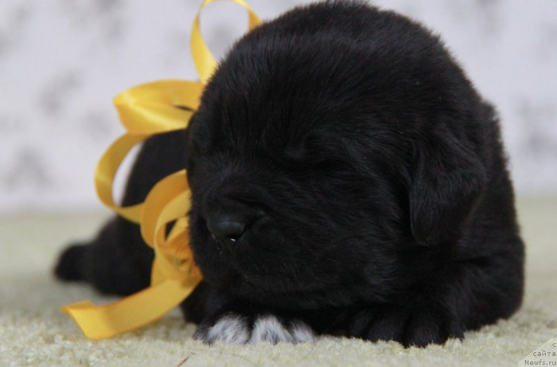 Фотография № 138409