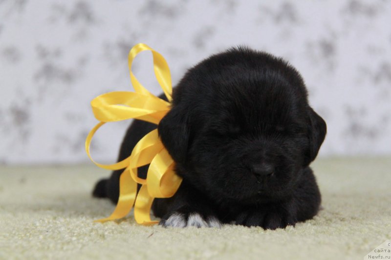 Фотография № 138410