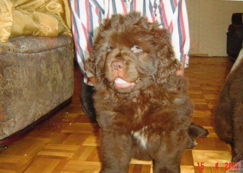 Фото: ньюфаундленд Igerma iz Akademii Shokolada (Игерма из Академии Шоколада)