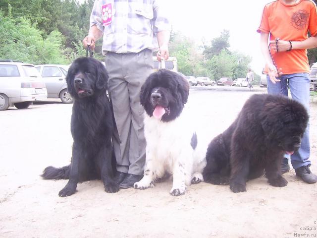 Фото: ньюфаундленд Arman'yak Dushi Moey (Арманьяк Души Моей), ньюфаундленд Super Bizon Baton (Супер Бизон Батон), [d3862].