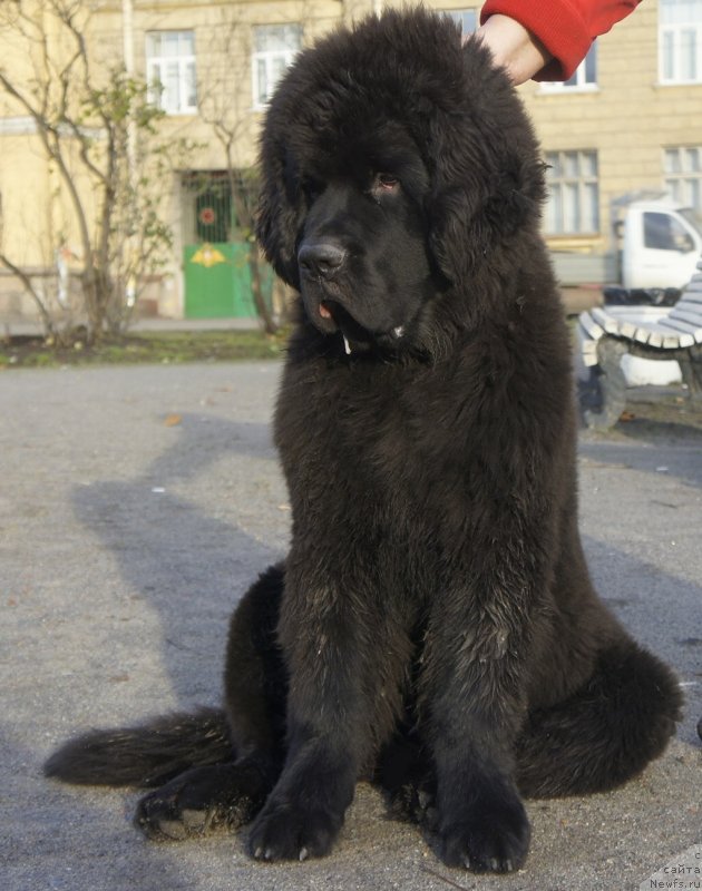 Фото: ньюфаундленд Smigar Liverpulsiy Chetvertak (Смигар Ливерпульский Четвертак)