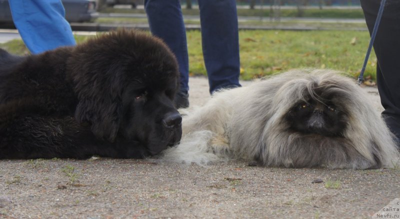 Фото: ньюфаундленд Smigar Liverpulsiy Chetvertak (Смигар Ливерпульский Четвертак)