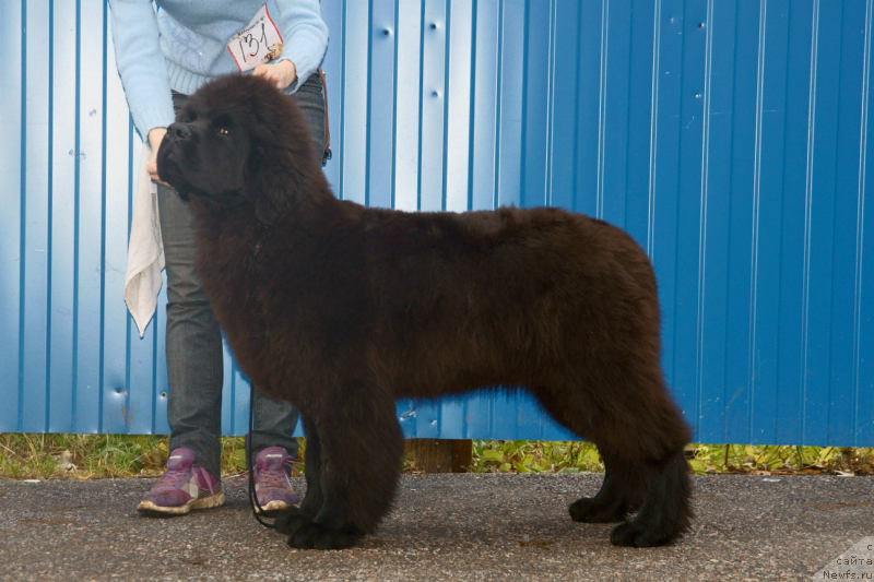 Фотография № 138432