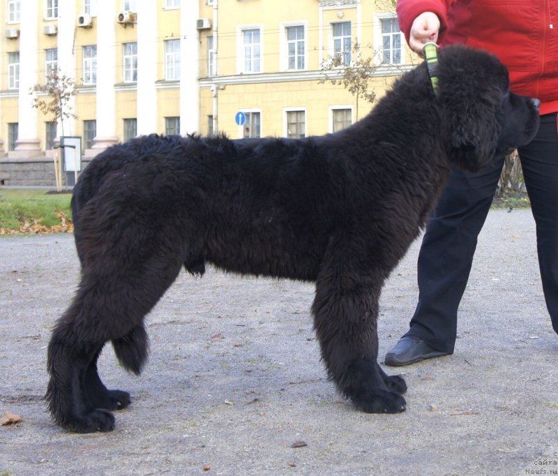 Фото: ньюфаундленд Smigar Liverpulsiy Chetvertak (Смигар Ливерпульский Четвертак)