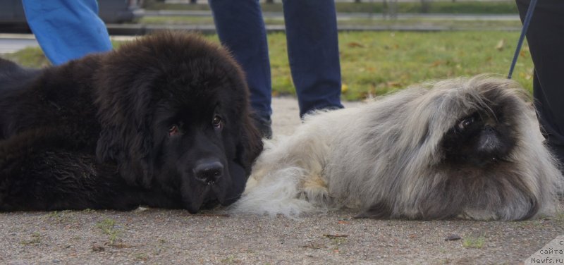 Фото: ньюфаундленд Smigar Liverpulsiy Chetvertak (Смигар Ливерпульский Четвертак)