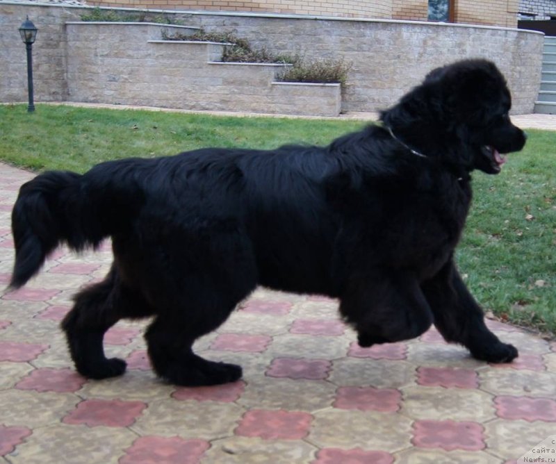 Фото: ньюфаундленд Deep Love I'm Sensation (Deep Love I'm Sensation)