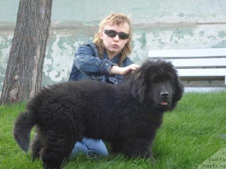 Фото: Irina Verovenko (Ирина Веровенко), ньюфаундленд Super Bizon Vodoley (Супер Бизон Водолей)