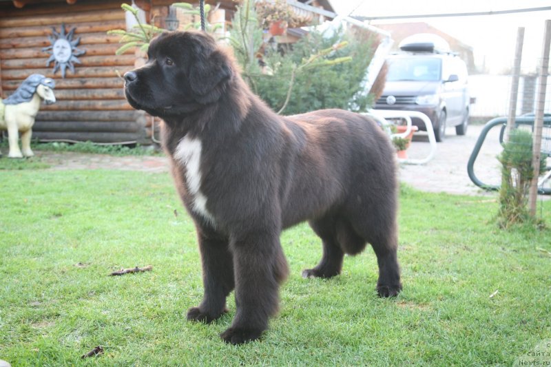 Фото: ньюфаундленд Dark Pride Vertu (Дак Прайд Верту)